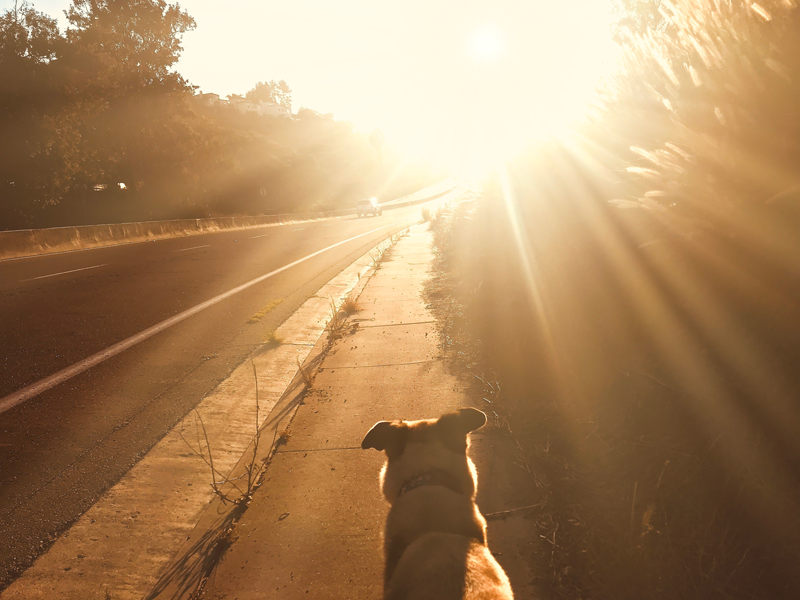 7 Ways to Deal with Pet Grief
